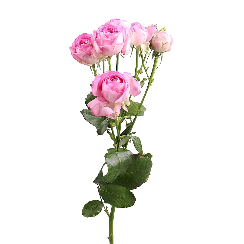 Купить розы поштучно недорого. Лавандер Новочеркасск. Карточка товара розы поштучно.